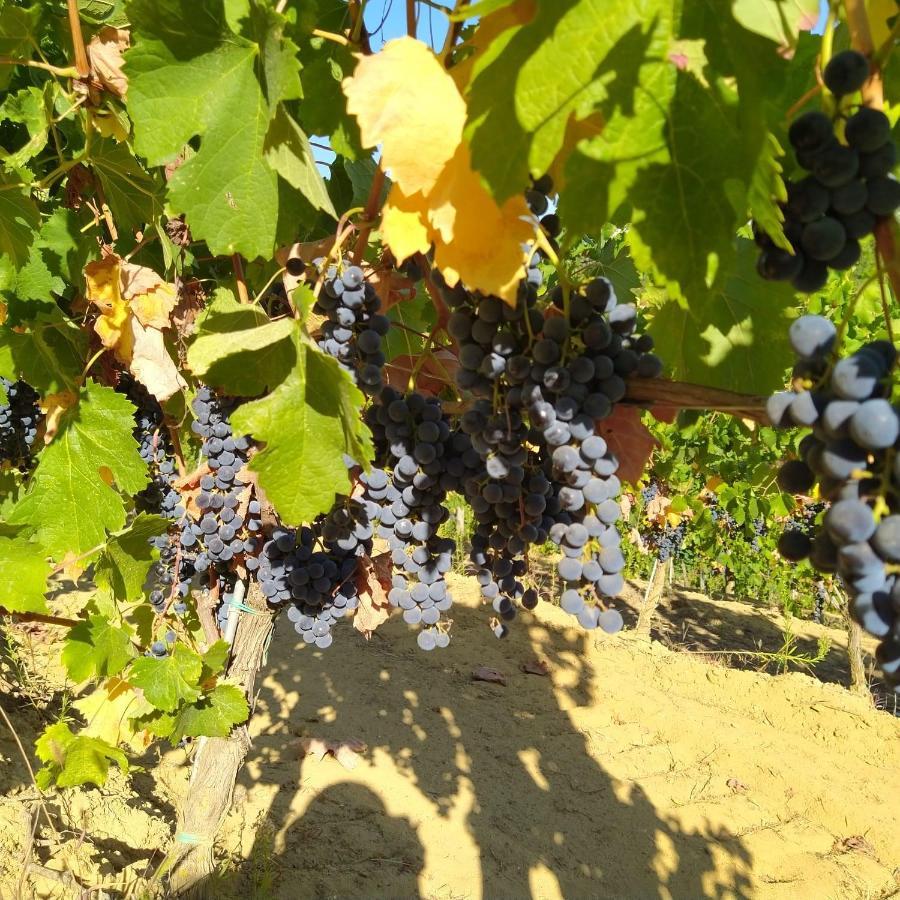 La Giribaldina Winery & Farmhouse Calamandrana Dış mekan fotoğraf