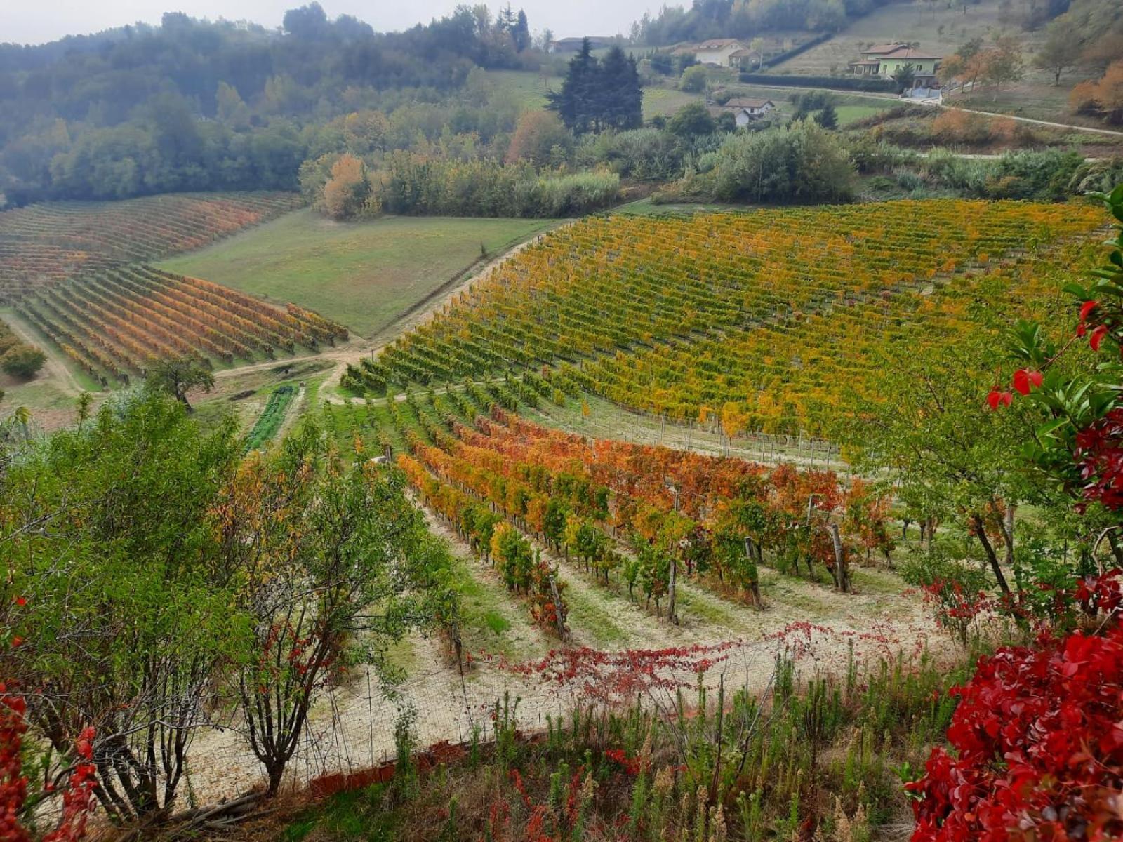 La Giribaldina Winery & Farmhouse Calamandrana Dış mekan fotoğraf